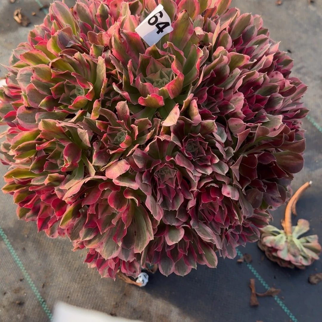 超大花样年华多肉864