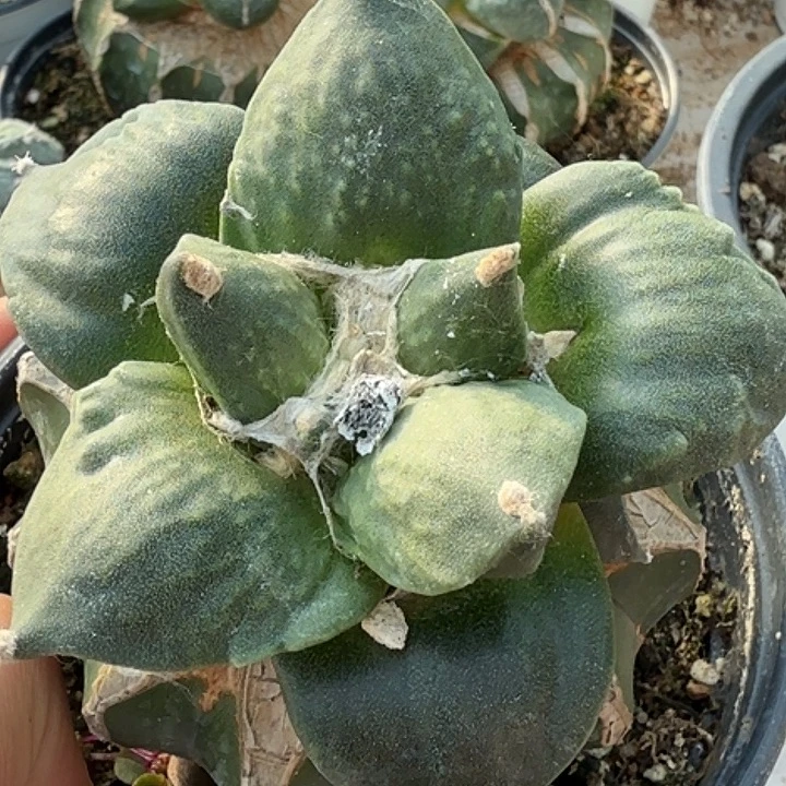 无花朵苗接怒涛244