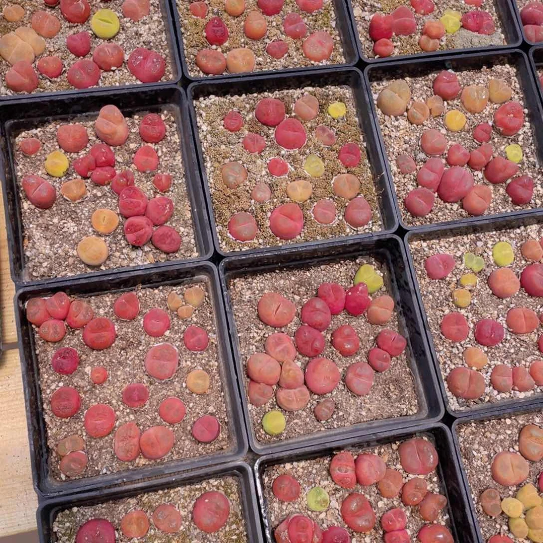 968号 六年毛汉尼组合满满一盆带盆土