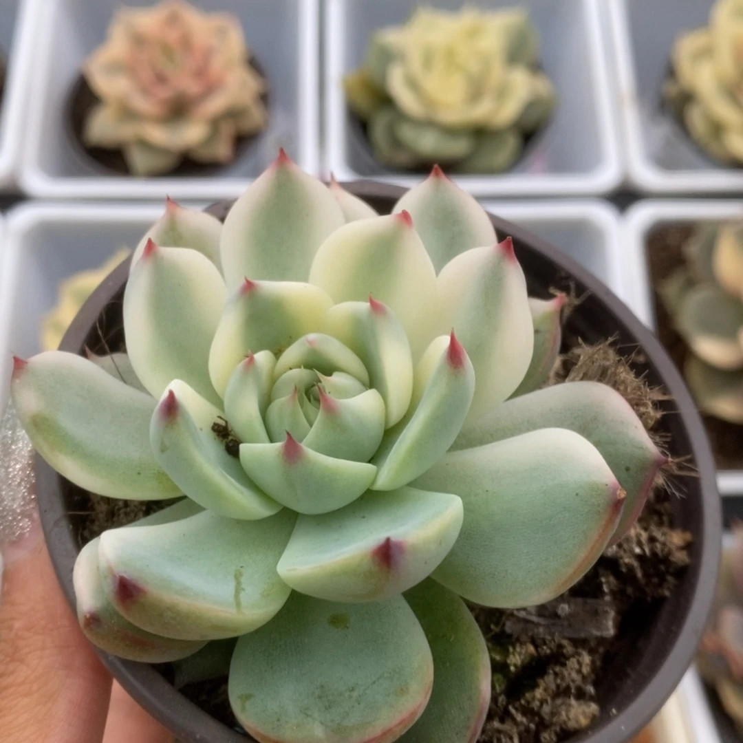 010锦锦锦锦锦锦锦锦锦