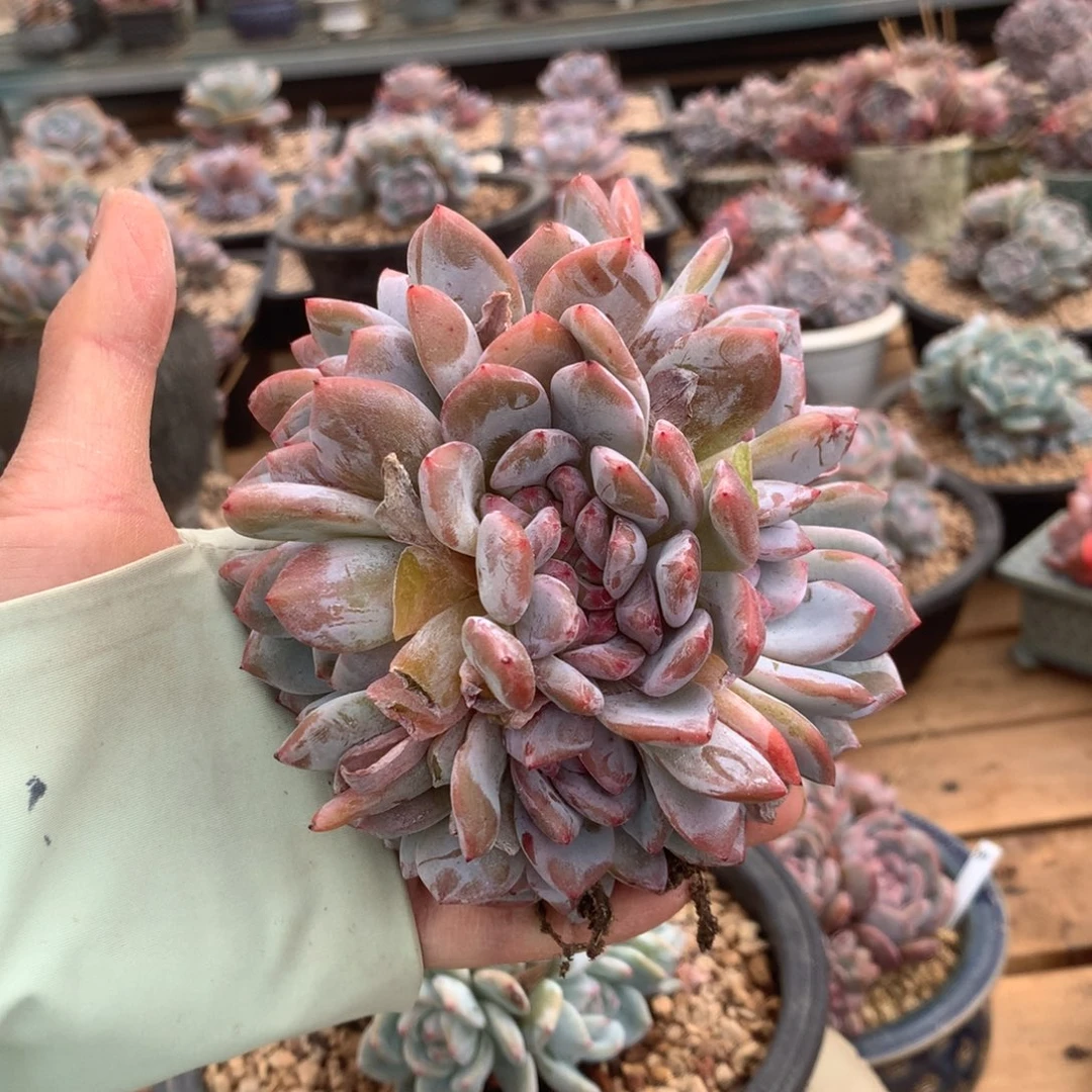 无花朵花花花花花花花花花花06