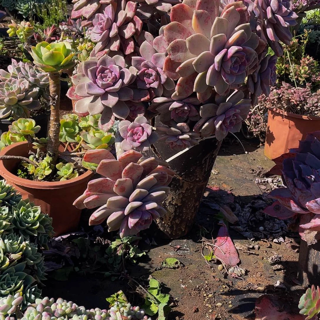 紫乐妖装29.8多肉群生