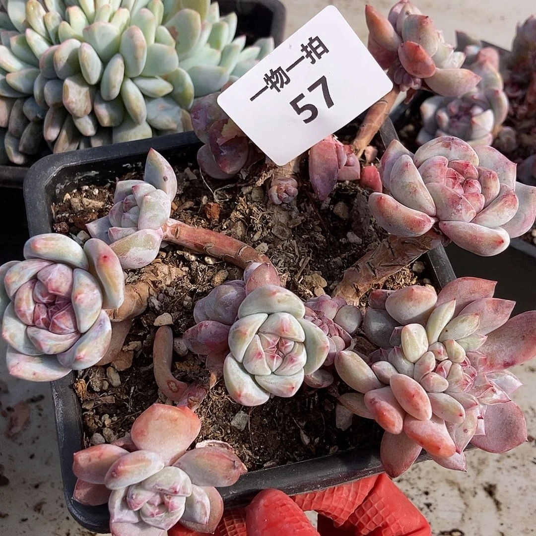 57 号一物一拍不退不换