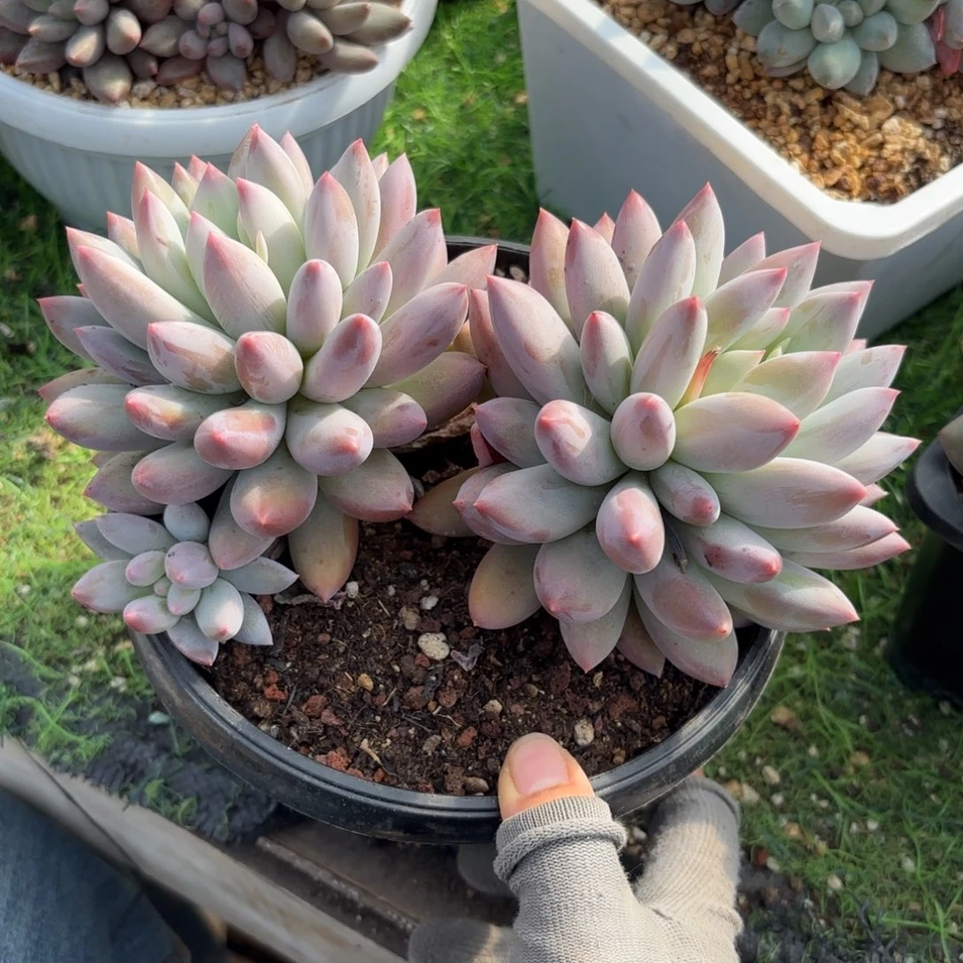 所罗门多肉88888888888