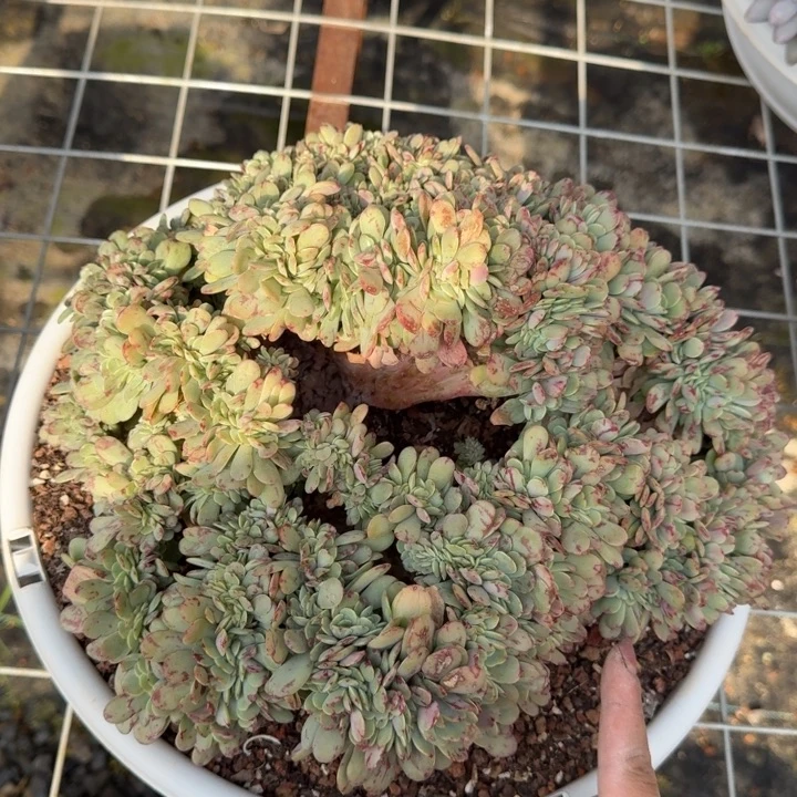 布鲁兰缀多肉植物绿植