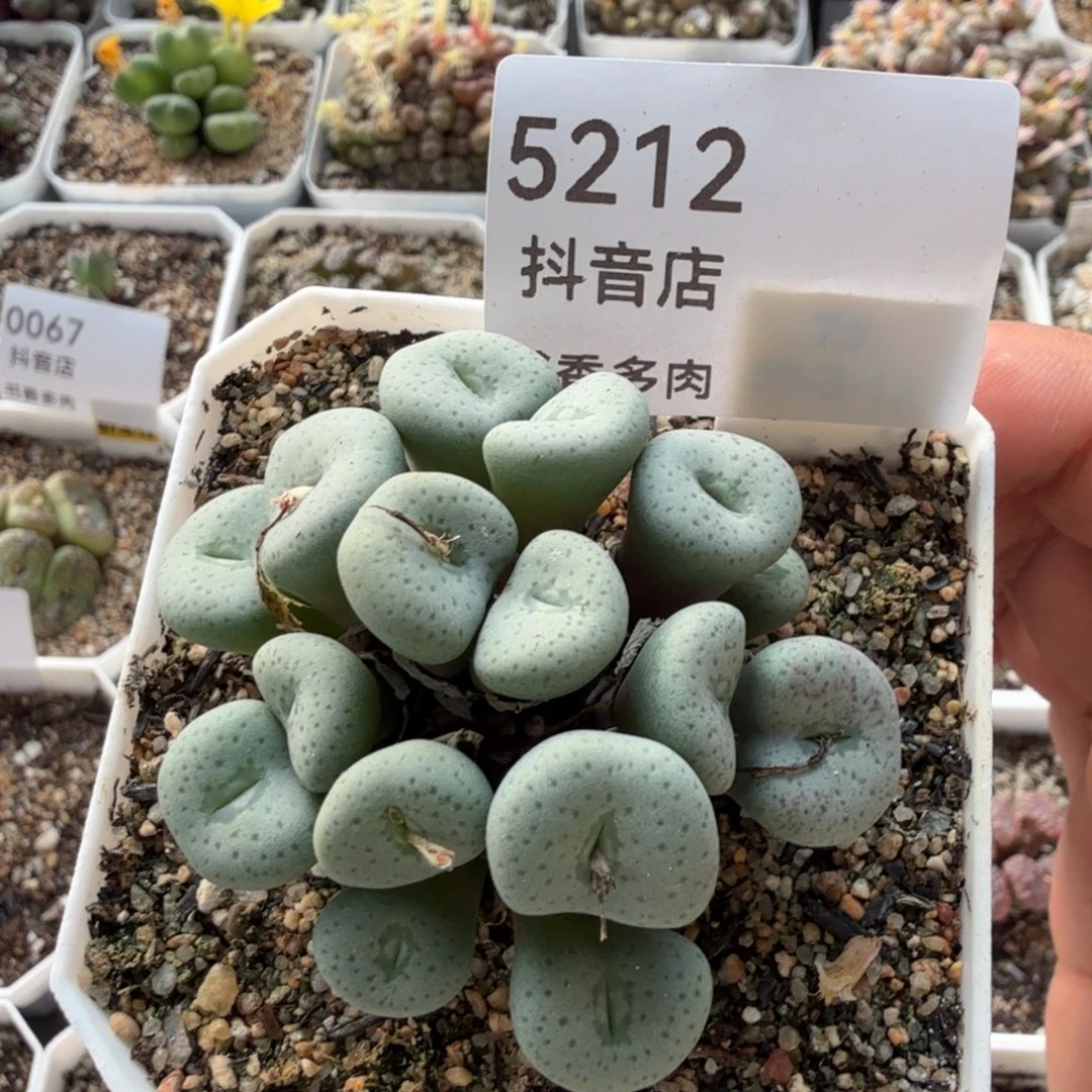 多肉。