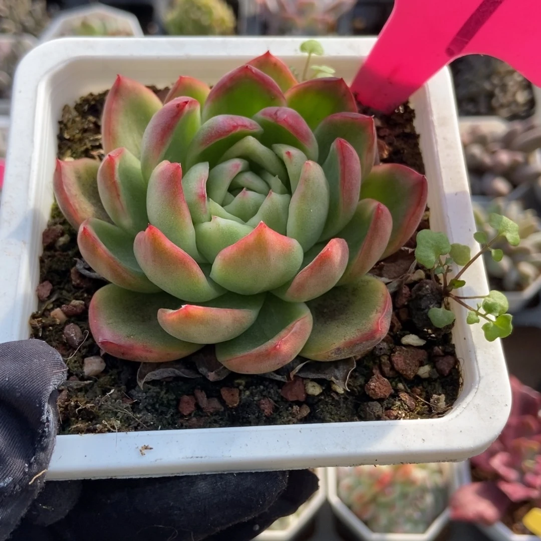 49钻石珍妮锦多肉植物