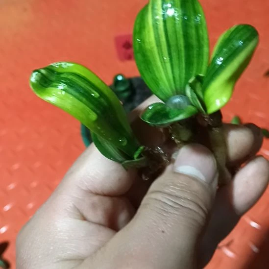 君子兰小苗君子兰小苗君