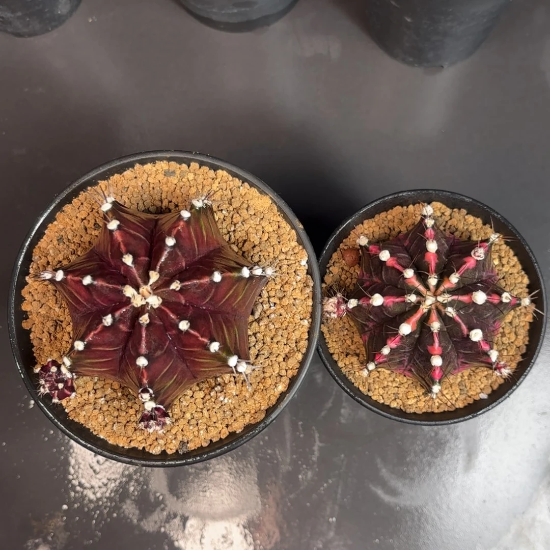 泰系米哈实生组合仙人球系列