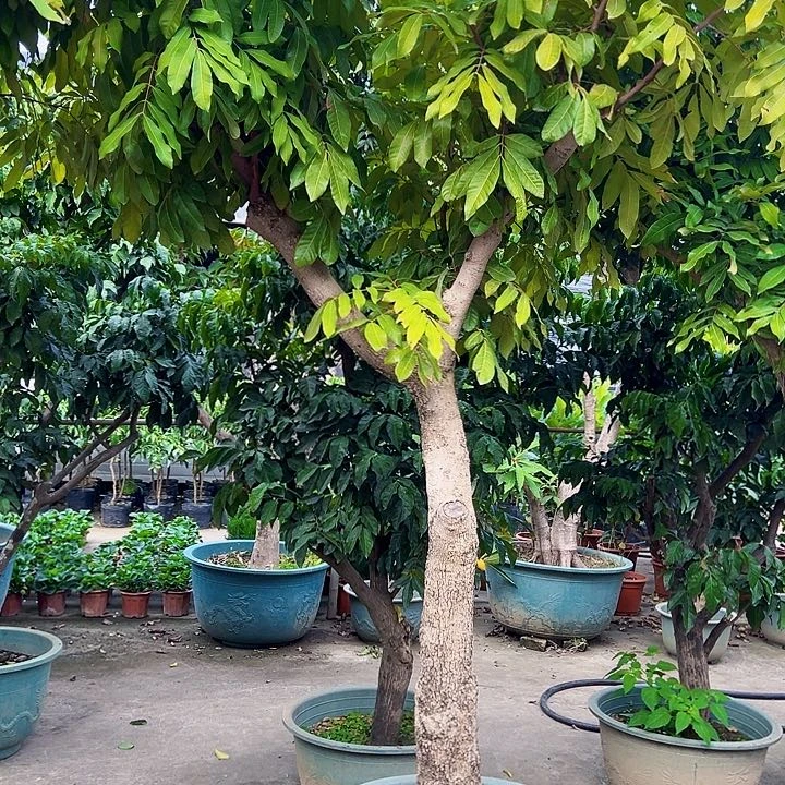 峰**转果6666666666666666