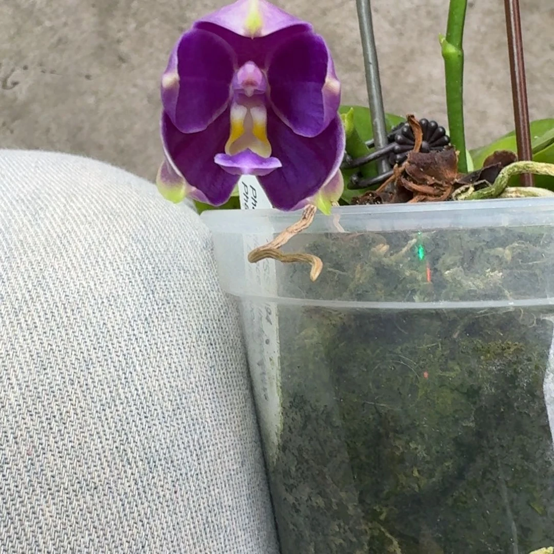 当前无花栽培后可以开花9370 瑕疵三寸ys1194