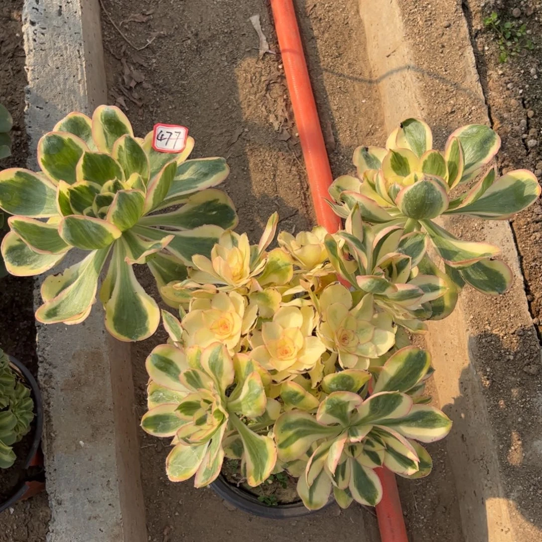 477多肉植物燕姿锦