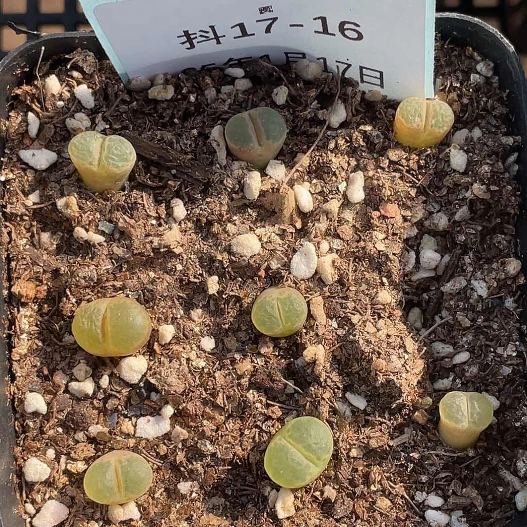 17-16风铃多肉植物