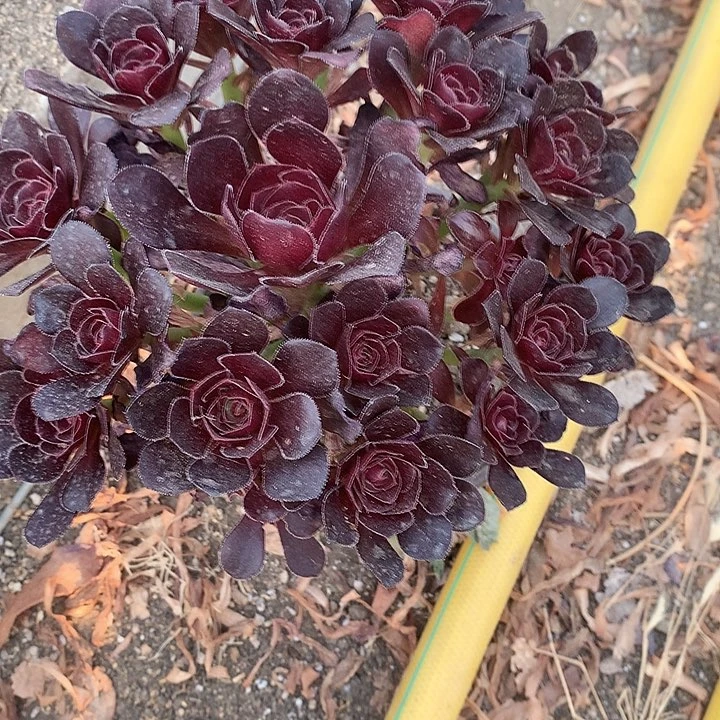 221圆叶黑法师多肉植物