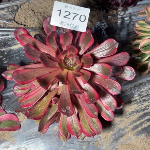 红茶多肉多肉1270