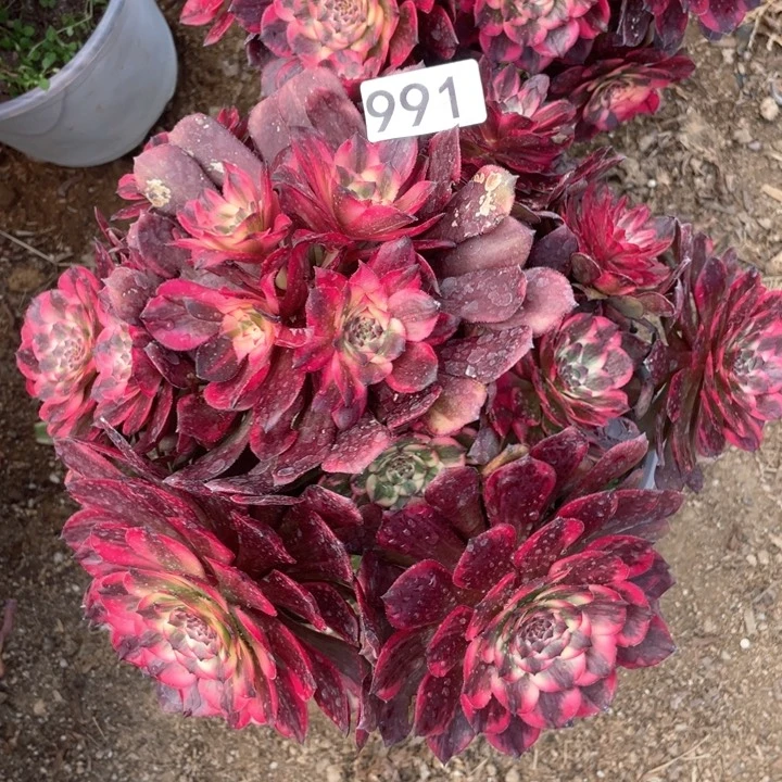 清**莉991多肉植物烟花