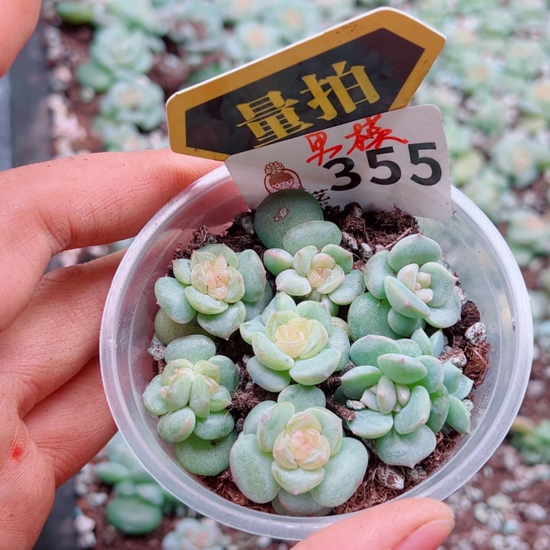 多肉植物多肉植物