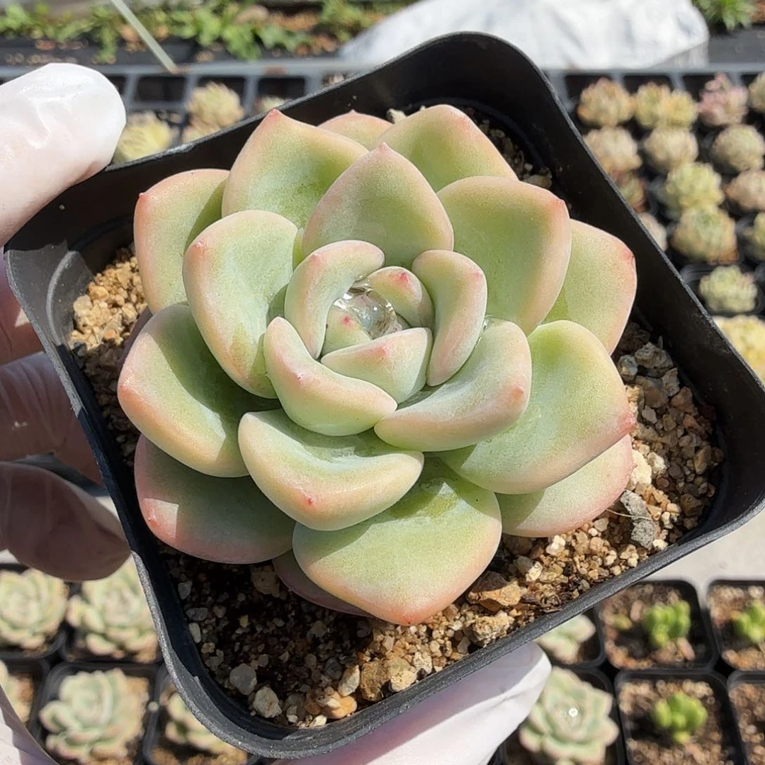 六公分奶油泡芙满20包邮