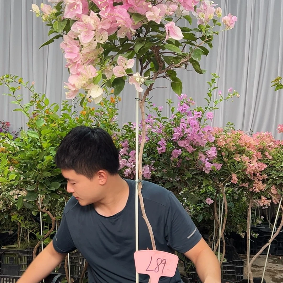 哈***哈当前无花栽培后可以开花L89广红樱