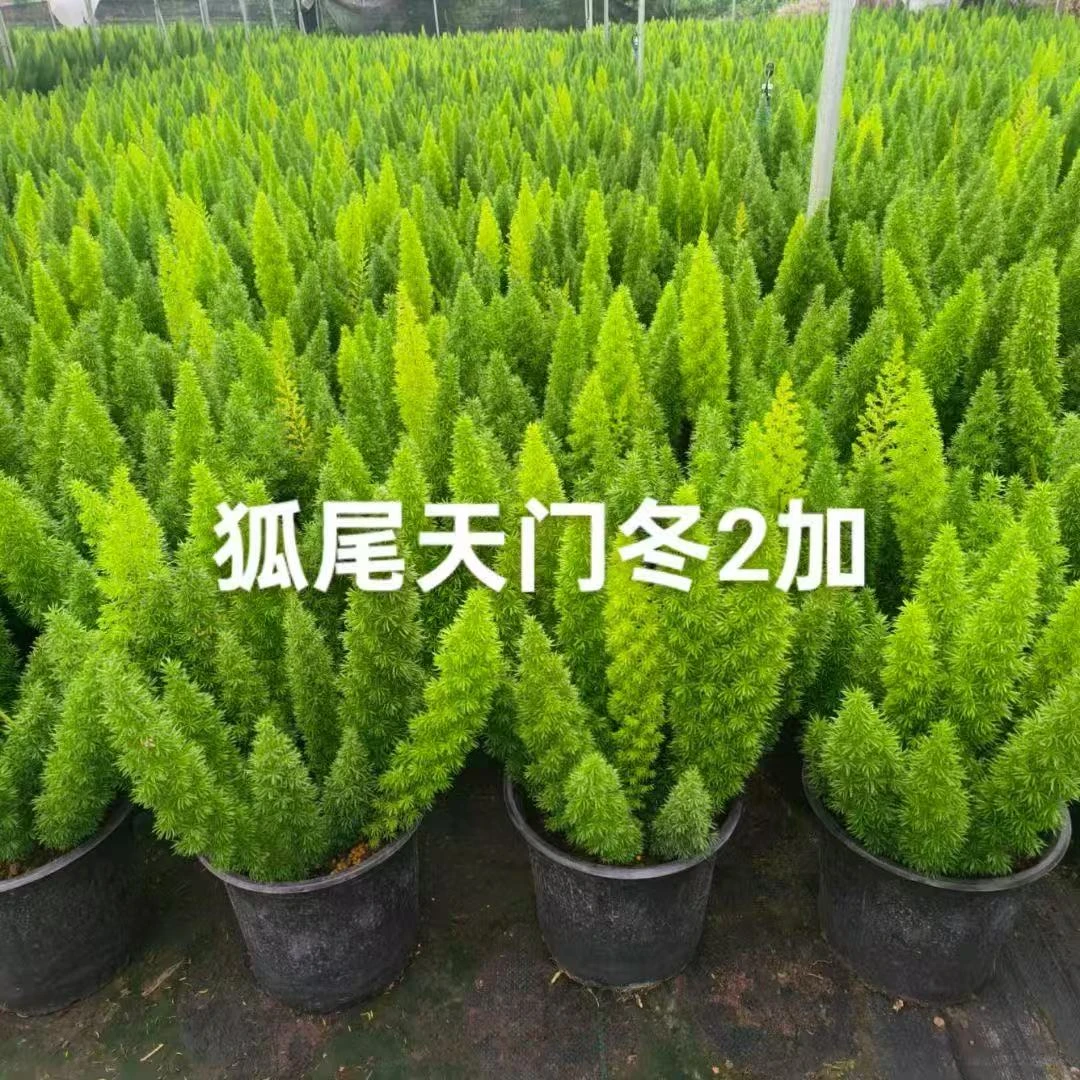 【2加仑】站尾狐尾天门冬一年四季常绿售后三个月新手养殖