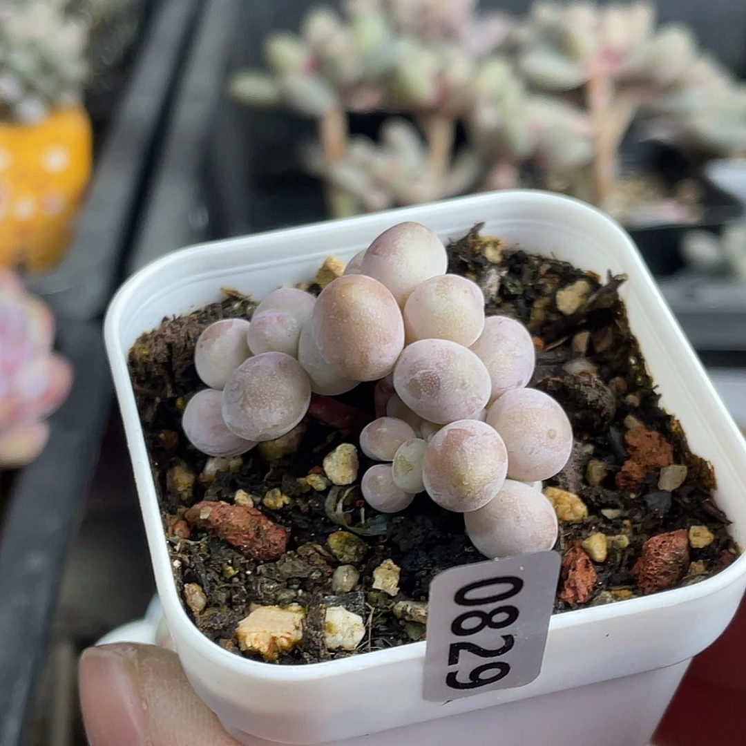 蔓越莓奶酪多肉植物