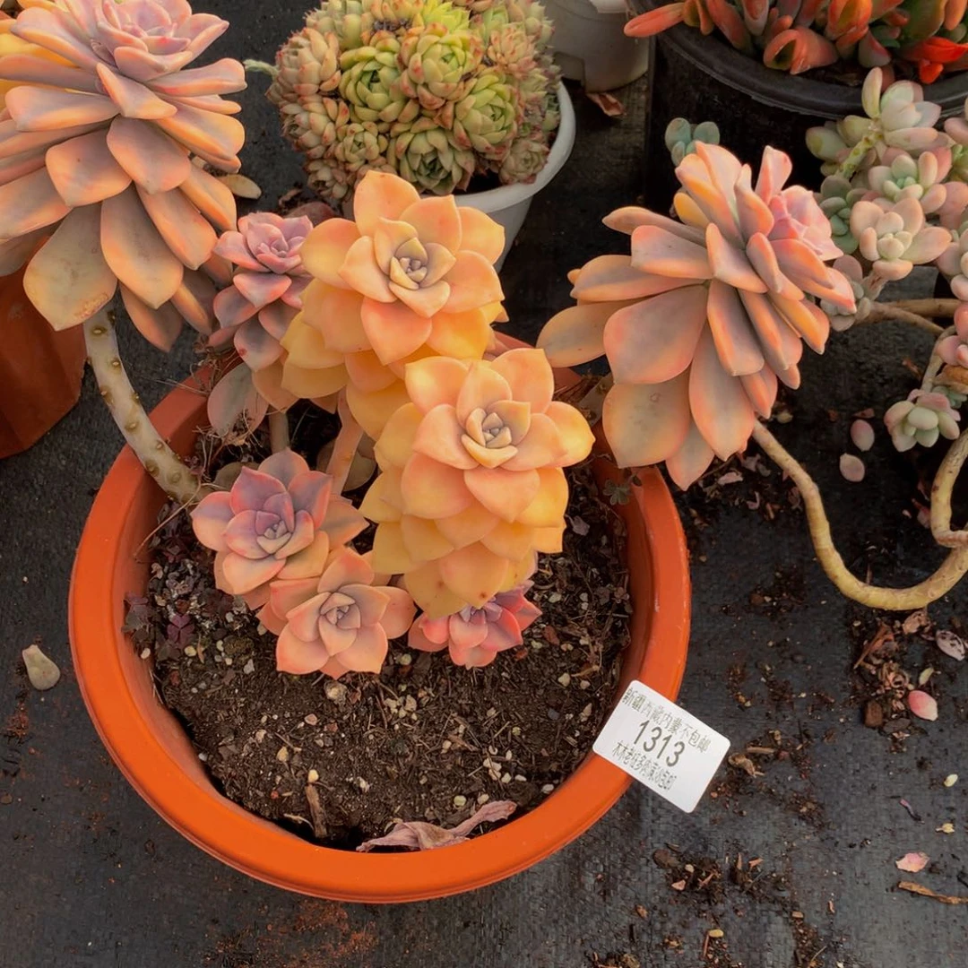 爱****苏1313紫乐锦多肉