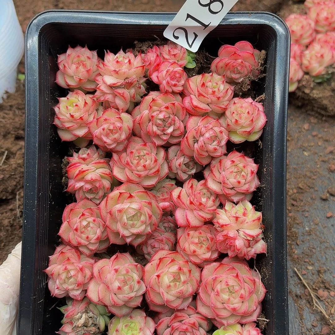 独*多肉植物多肉植物218