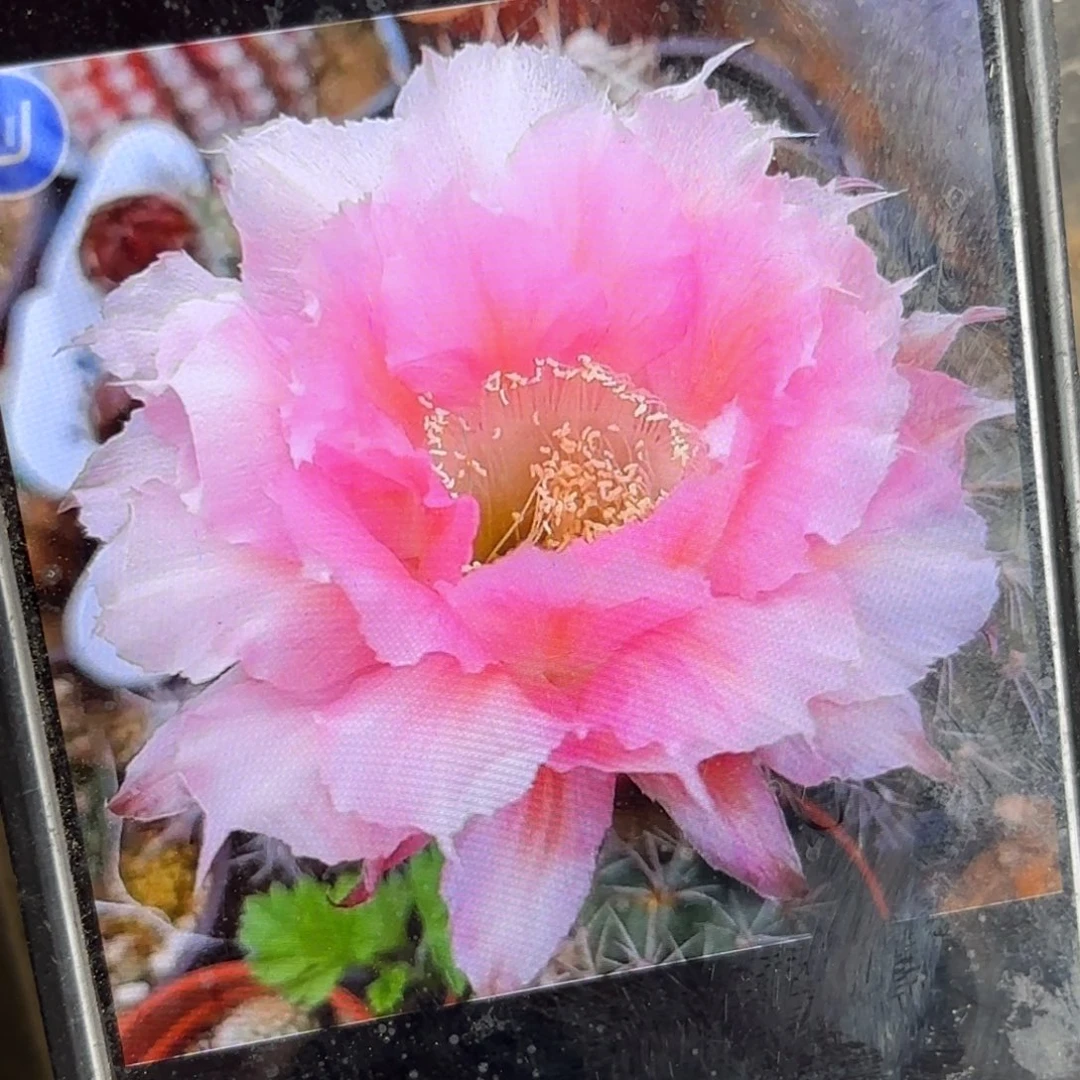 洛裳彩侧牙20包邮仙人球1