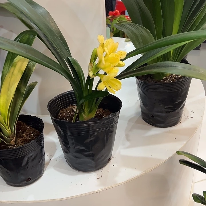 完全开放黄花君子兰