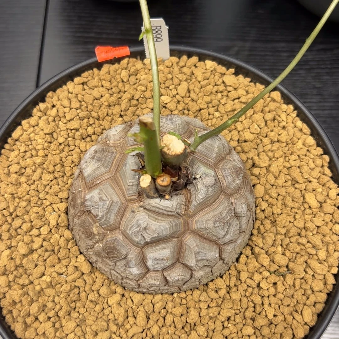 精品盆栽养定的龟甲龙899号