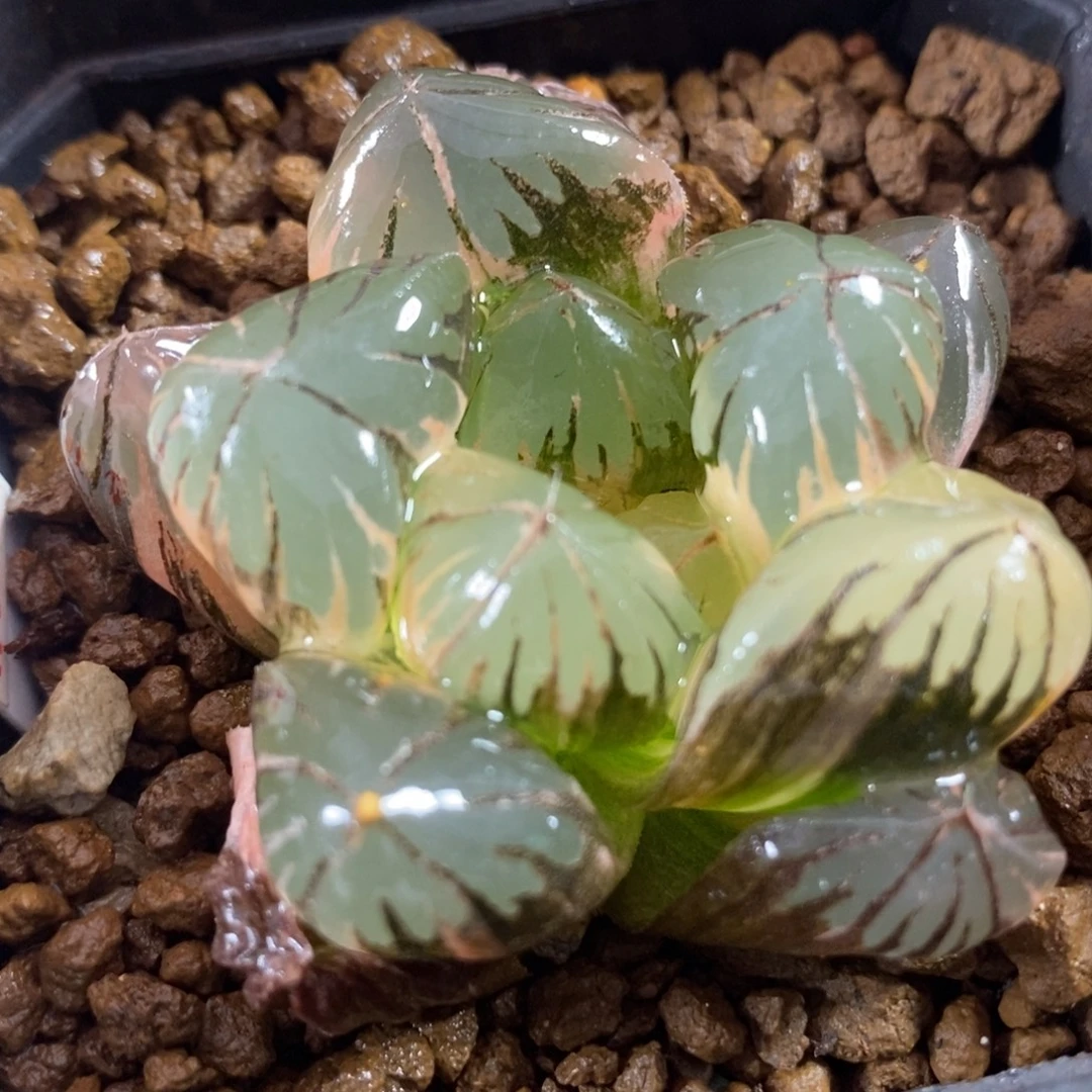 296大窗水晶玉露锦