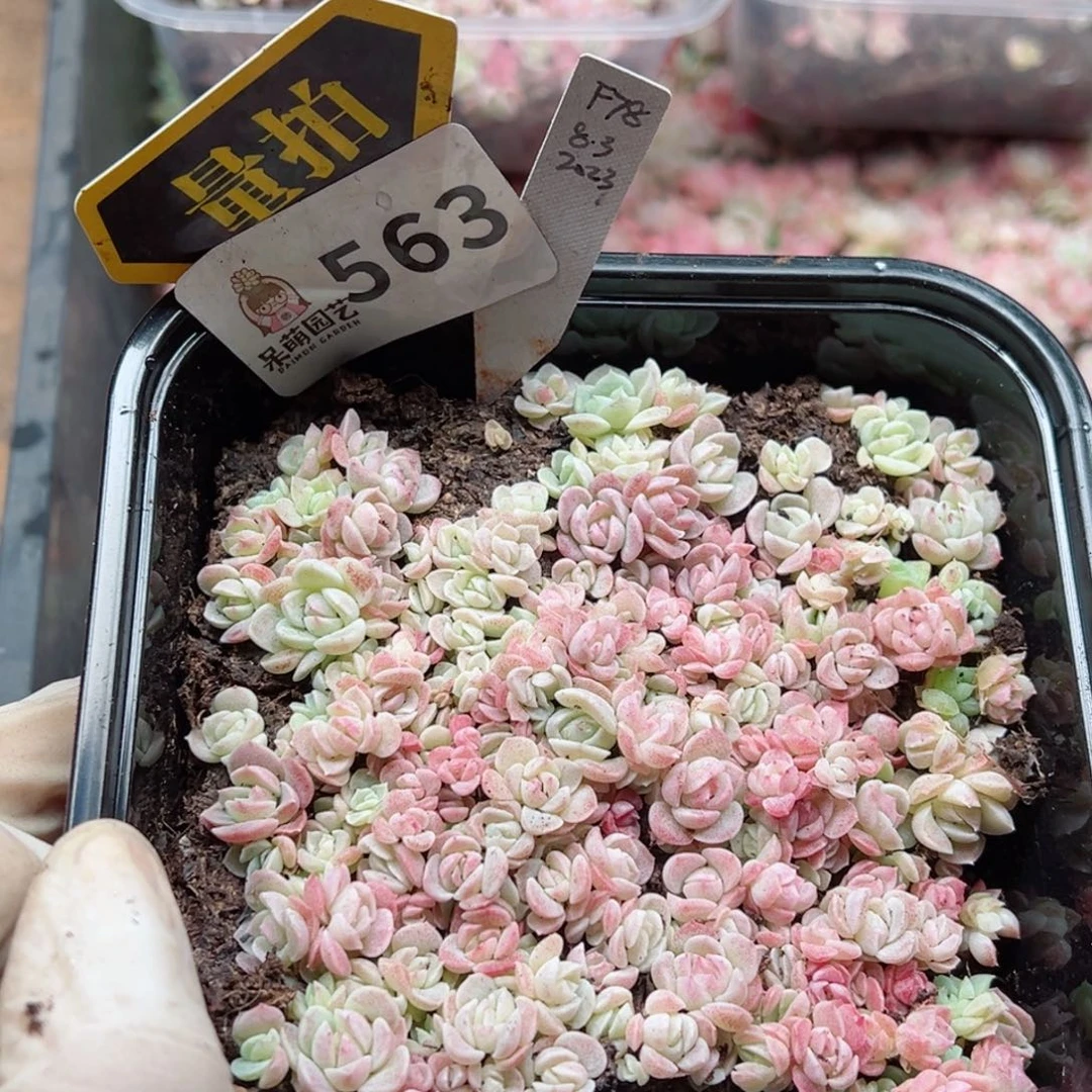 多肉植物多肉植物