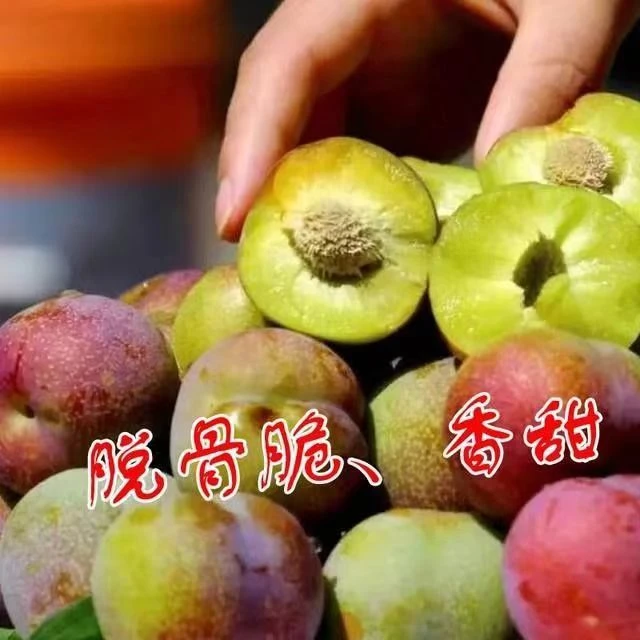 35正宗脱骨李子新鲜脆甜多汁当季水果.九甜一酸.现摘精品小果装