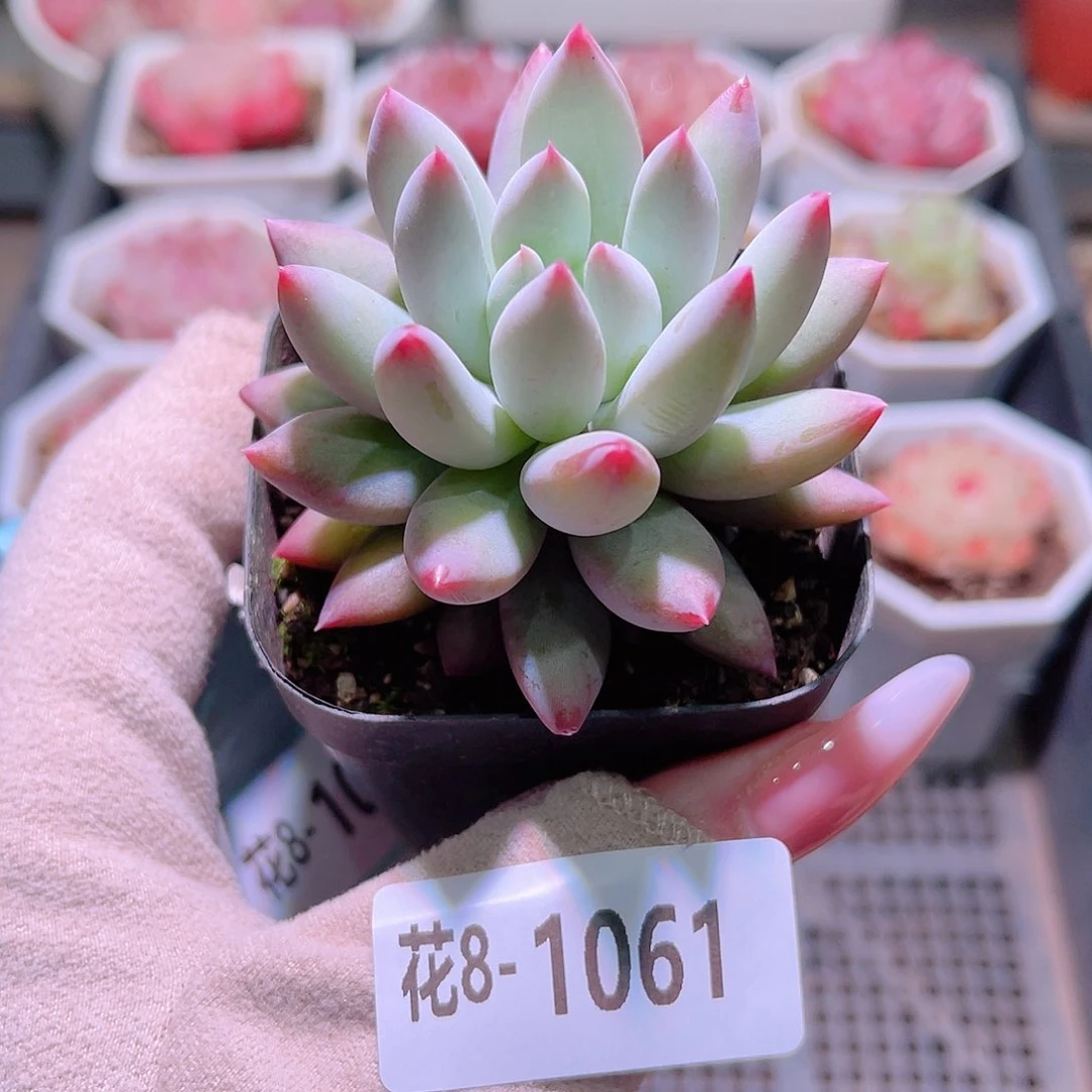 花利美8-1061奶瓶