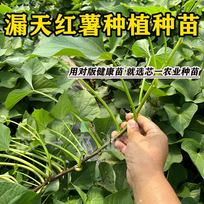 【漏天粗壮健康红薯苗】大田红薯扩繁苗 原种一代苗