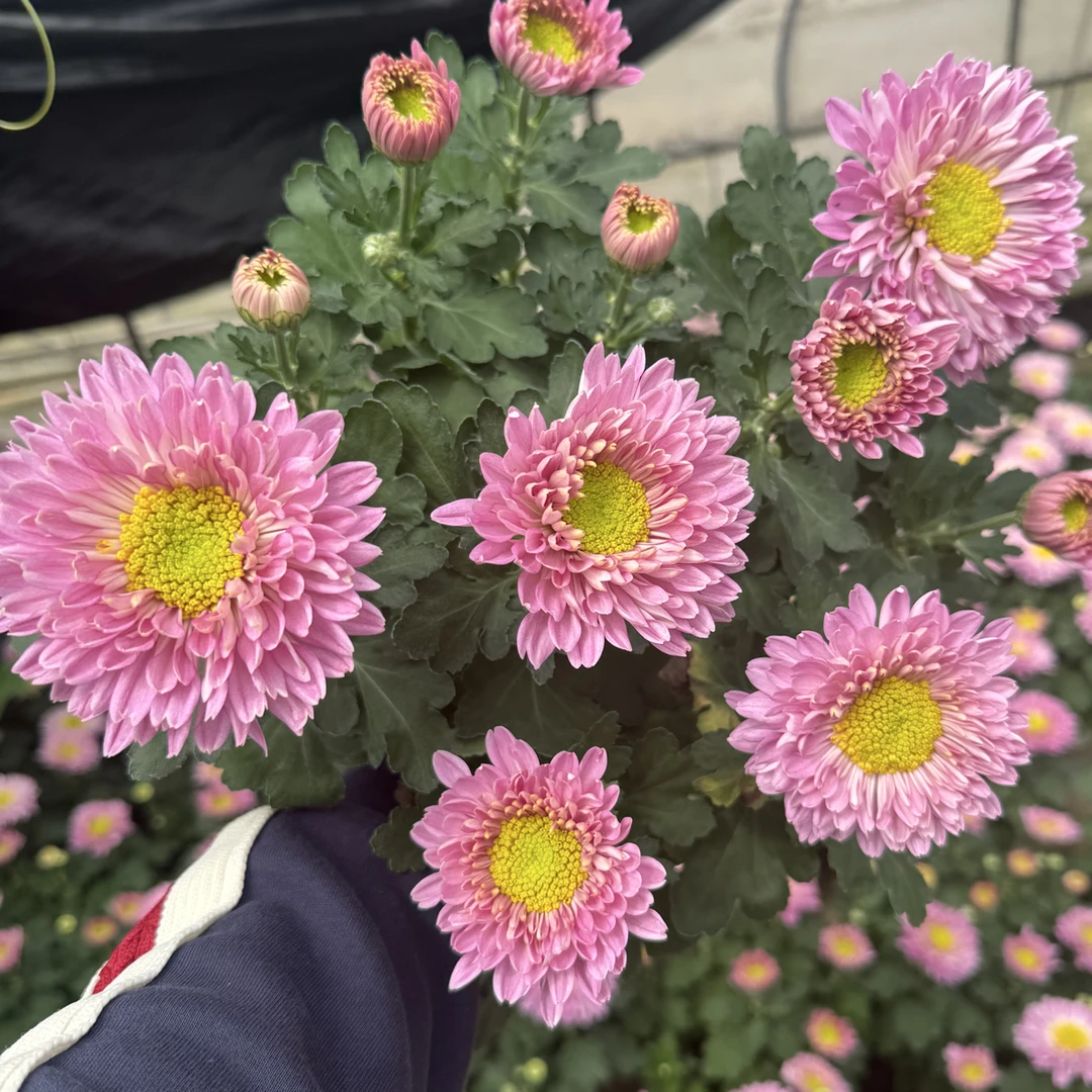 雏菊菊花盆栽易活四季开花耐热阳台庭院种植多年生宿根盆栽