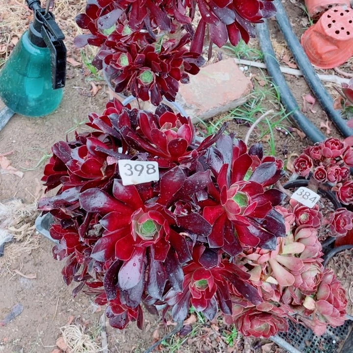 多肉植物组合398