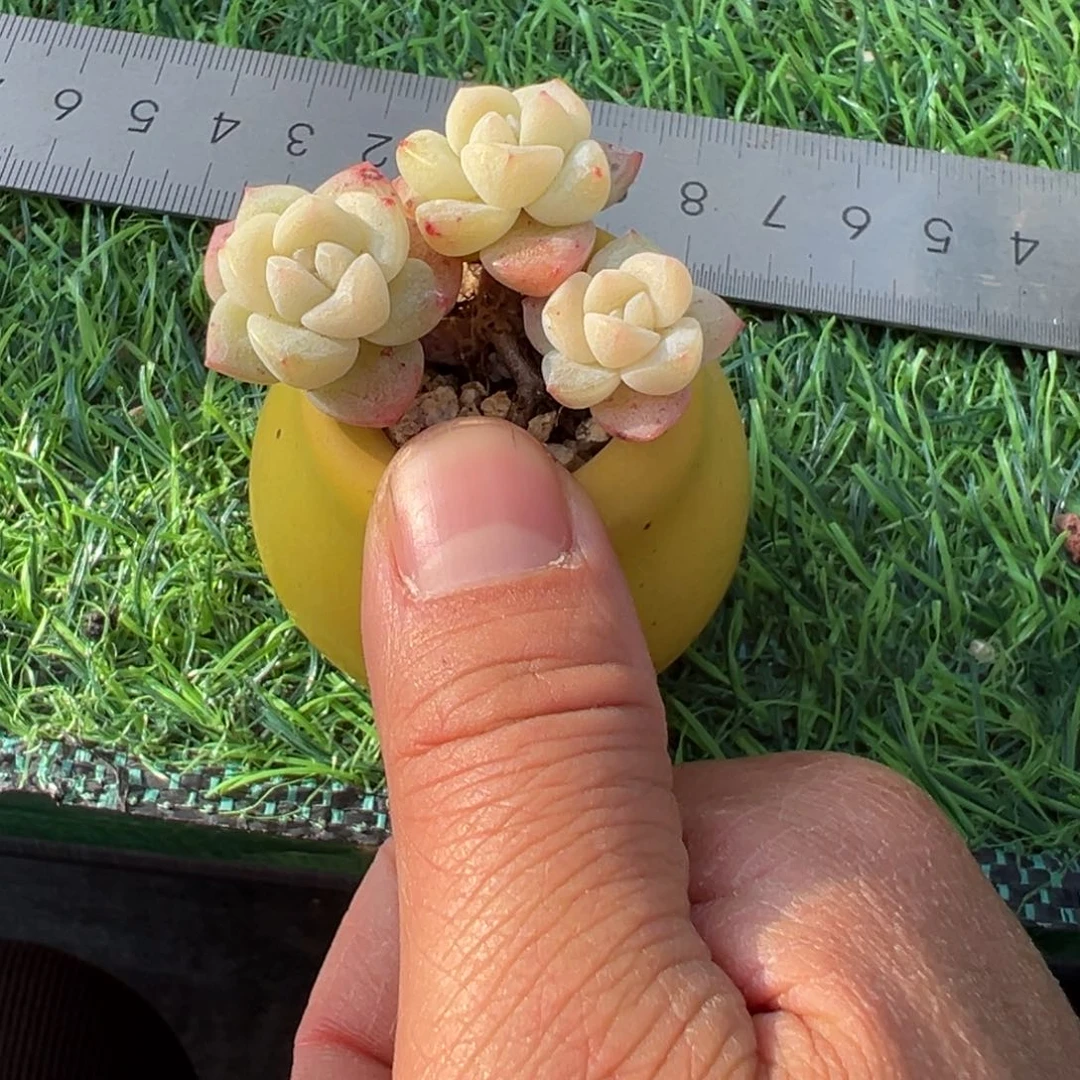 啊石榴籽星影小树福利