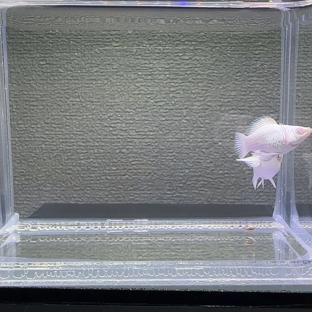 孔雀鱼瓷白粉钻眼