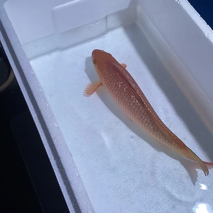 掌***海锦鲤锦鲤活鱼开箱包活