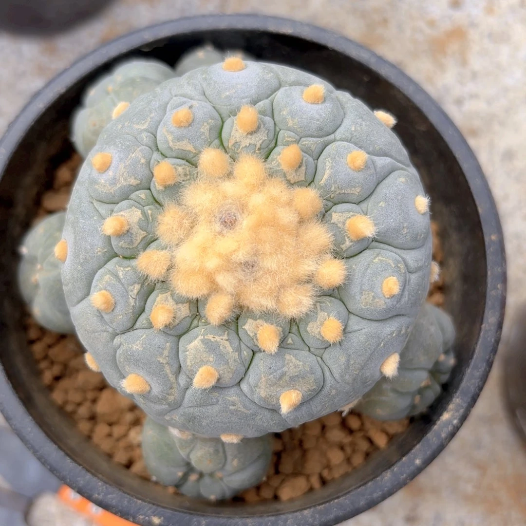 皱尤G g g g g g g g 512