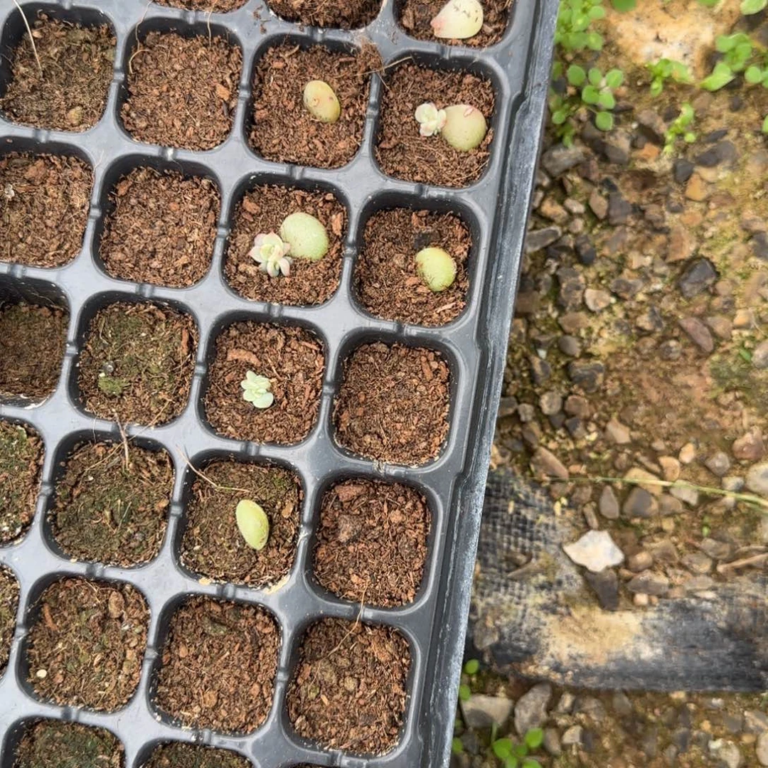 佳10 号2个穴满25包邮