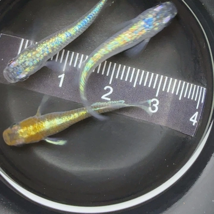 青鳉鱼混搭组合20号