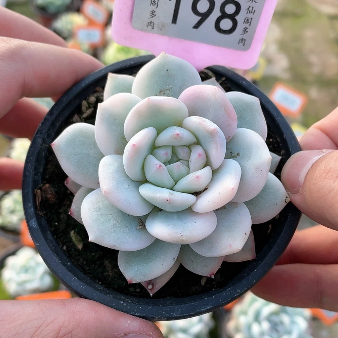 【闪购商品】198号