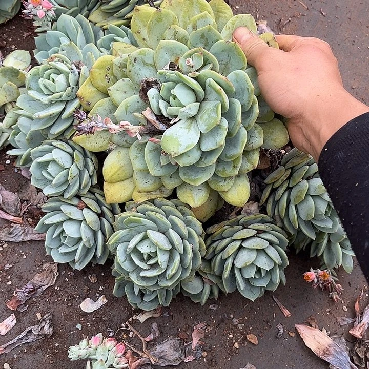 恋曲16.88多肉植物