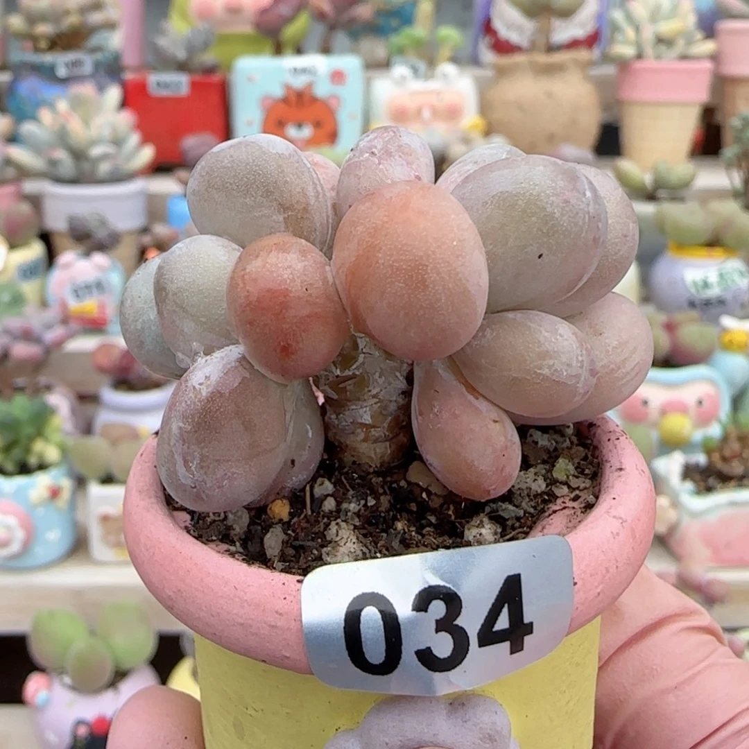 双芯蛋黄奶 盆口3cm