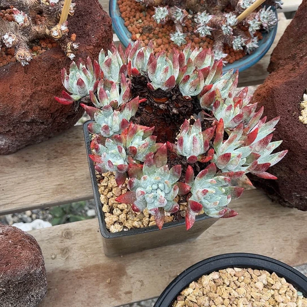 白菊杂海瑟