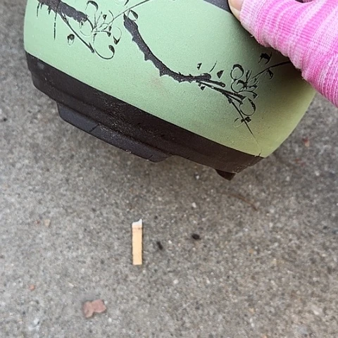 紫砂苹果绿小花盆花盆