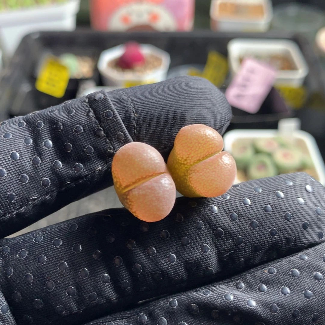 330风铃母本两颗