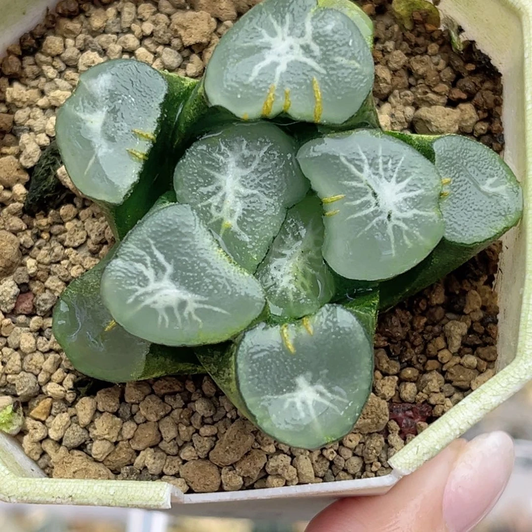 57望乡万象福利专场